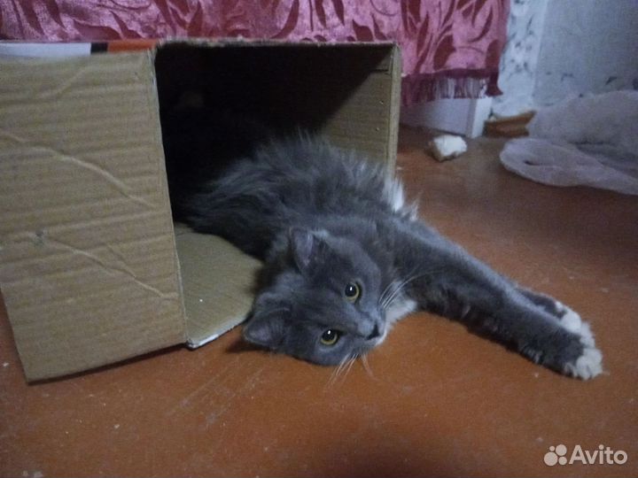 Кошка