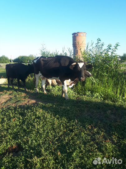 Сельхоз животные