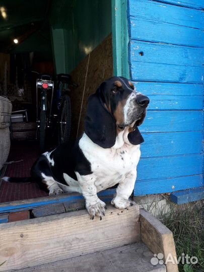 Вязка Бассет Хаунд