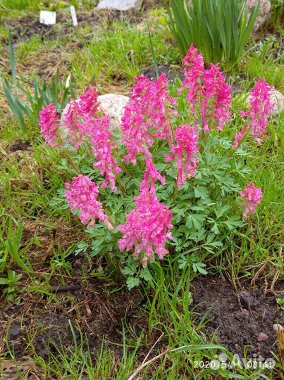 Хохлатка розовая