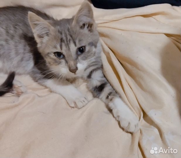 Кошка в дар бесплатно