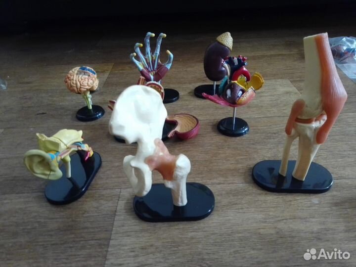 Деагостини тело человека