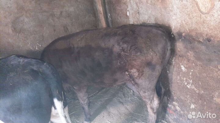 Быки и телки