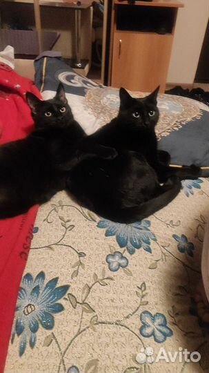 Отдам бесплатно