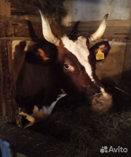Коровы дойные. Мясников прошу не звонить
