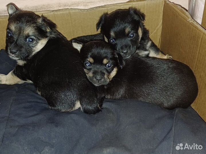 Маленькая собака в добрые руки бесплатно