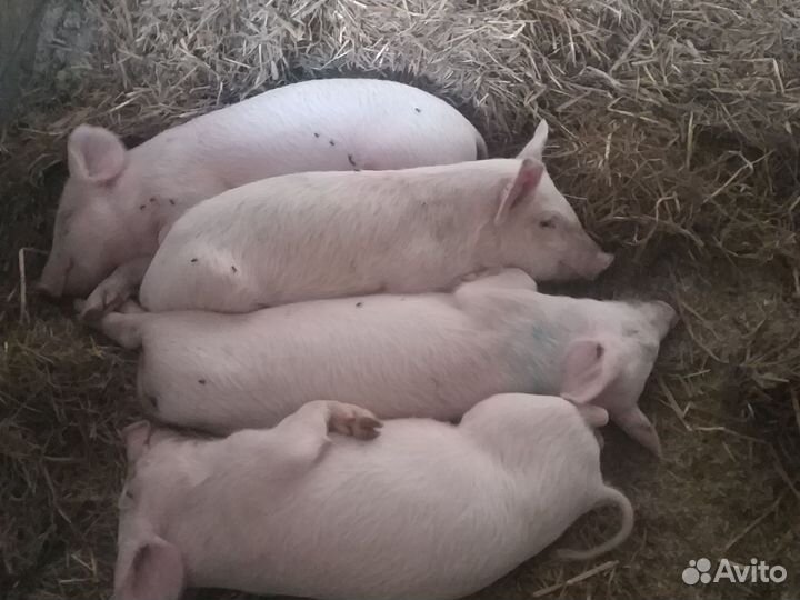 Поросята ландрас + крупнобелая