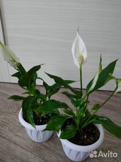 Антуриум Спатифиллум и другие комнатные цветы