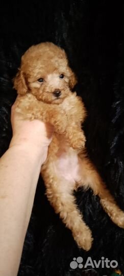 Той-пудель девчули