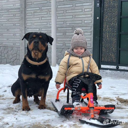 Ротвейлер щенки
