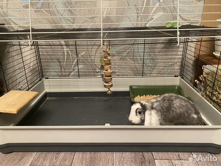 Домашнее животное