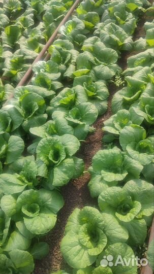 Пекинская капуста выращенная в теплице