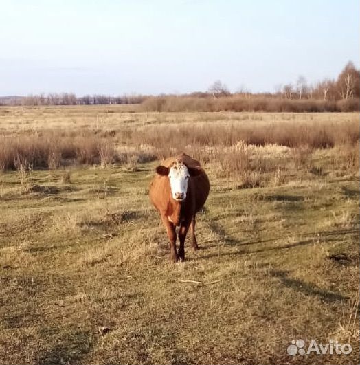 Корова с теленком