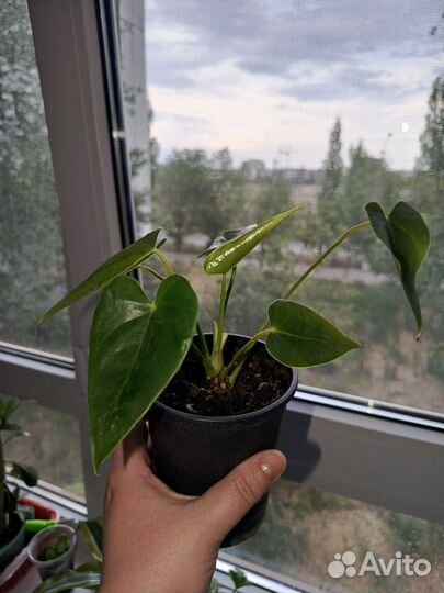 Антуриум красный