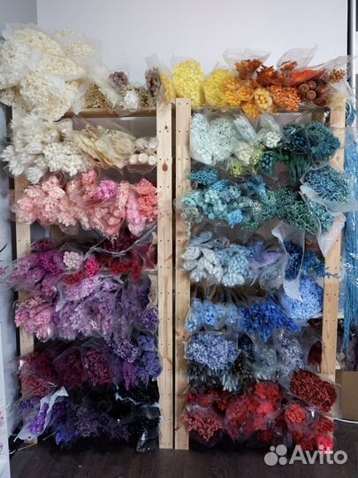 Сухоцветы, опт, стабилизированные цветы