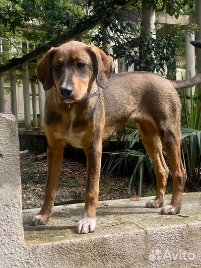 Мальчик-подросток, кастрирован