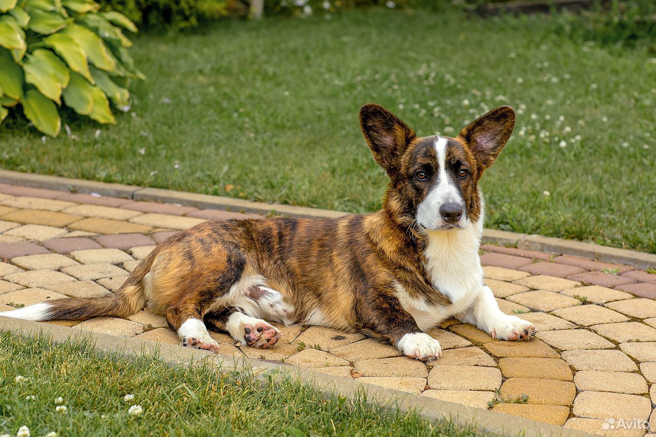 Родословная вельш корги пемброк новая. Логотипы собачьих питомников. Ошейник вельш корги пемброк рыже белый. Родословная вельш корги пемброк новая международного образца. Родословные собак вельш корги пемброк ркф.