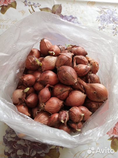 Лук шалот семейный бронь до ВТОРНИКА