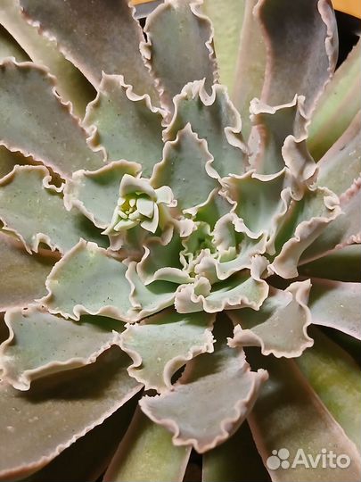 Суккуленты