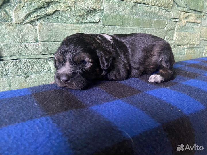 Собака в добрые руки отдам бесплатно