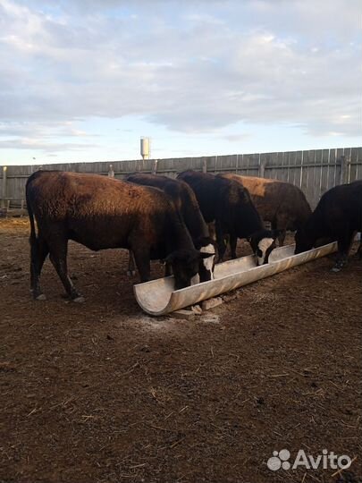 Тёлки-Абердин