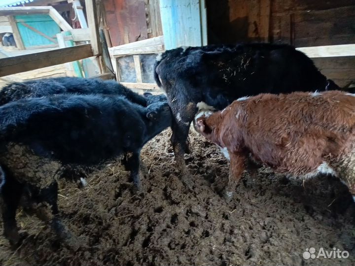 Продаётся корова с телятами