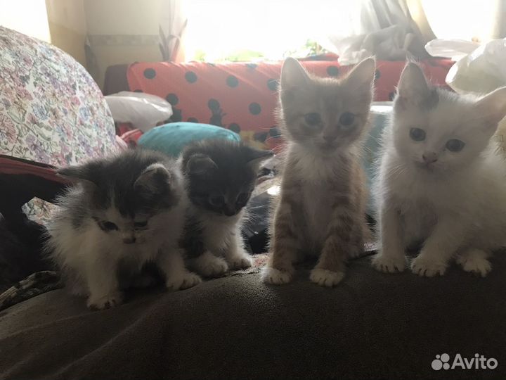 Котята в добрые руки