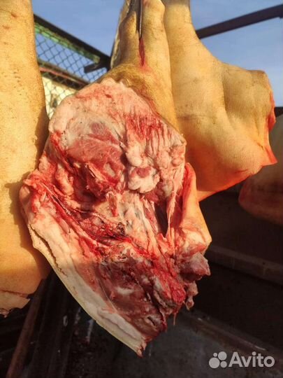 Мясо свинина домашняя