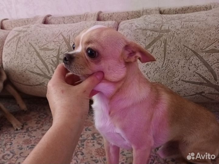 Вязка голубой ген