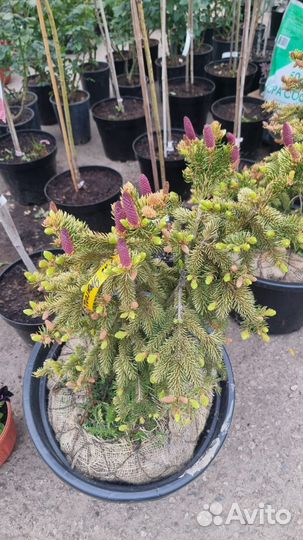 Ель Эрен Гольд