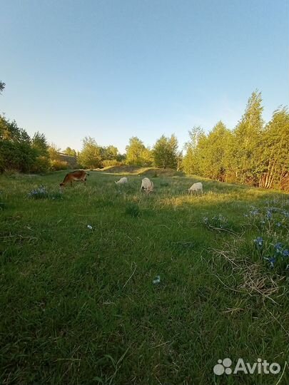 Козел зааненский