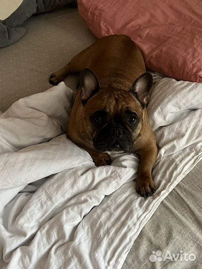 Передержка собак и других животных