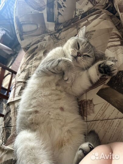 Котик взрослый в добрые руки