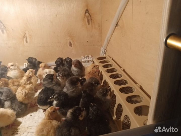 Продам цыплят