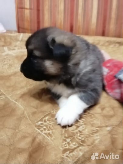 Щенки в добрые руки