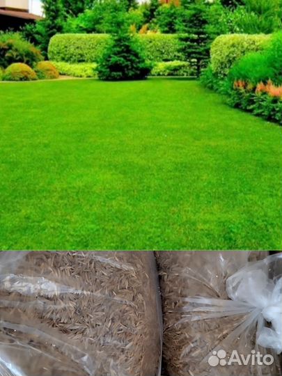 Семена Газонной травы