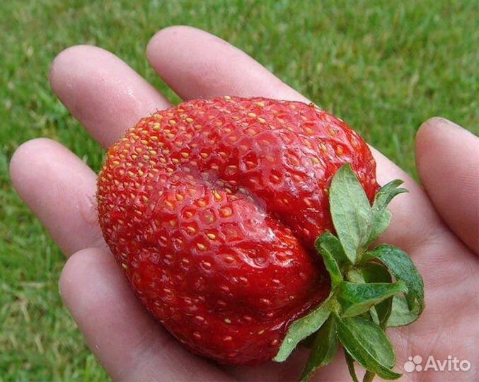Клубника Лорд