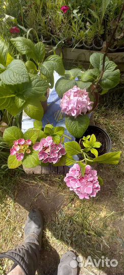 Гортензия крупнолистная
