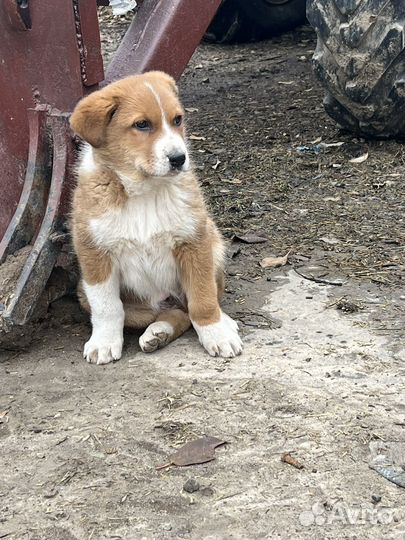 Щенок в добрые руки