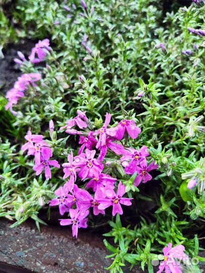 Обриета,флокс почвопокровные растения