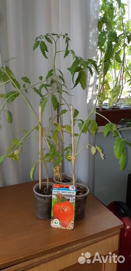 Продам рассаду помидор