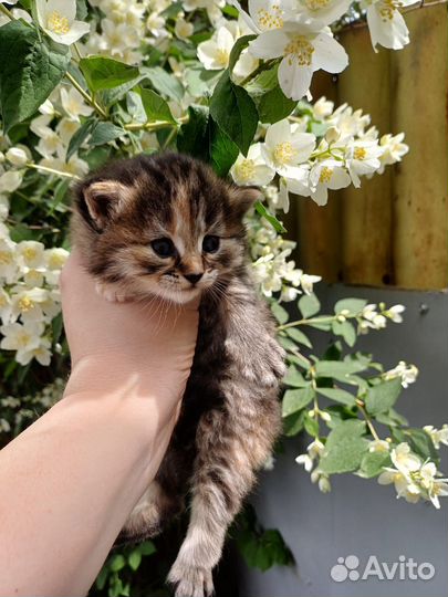Кошка