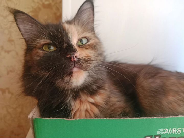 Стерилизованая Ксюша ищет дом, 4 года