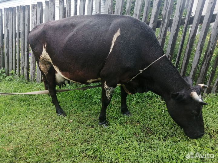 Корова, телочка