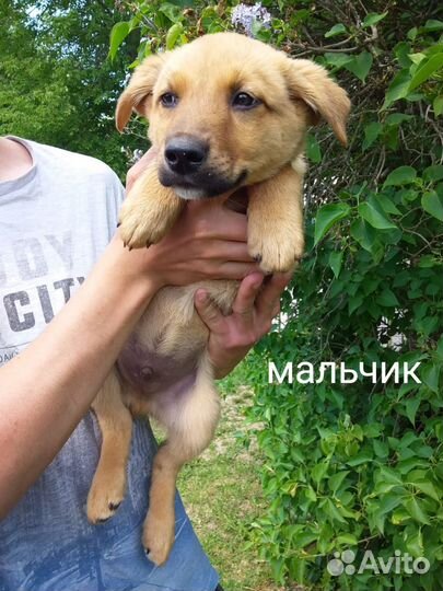 Щенки в добрые руки