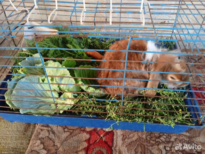 Продам декоративного кролика за 1300