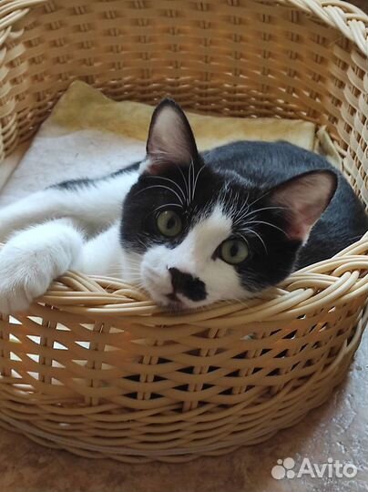 Котик подросток