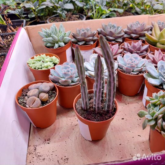 Яркие суккуленты