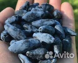 Жимолость сладкая Голубой Банан, Сердце Гиганта