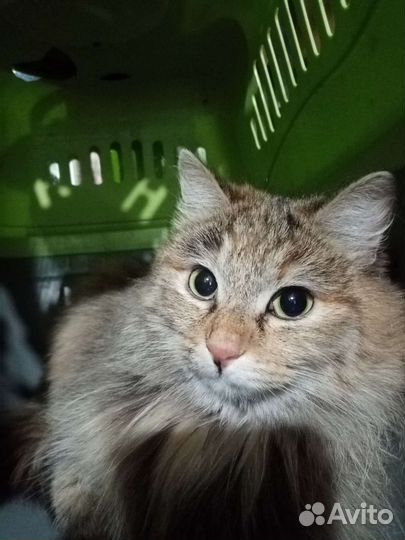 Кошка в дар